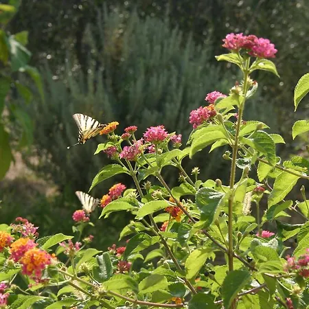 B&B Sogno D'Estate Bed and Breakfast
